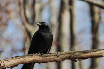 Black crow sitting in tree branch in park