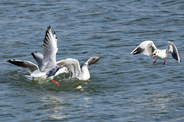 Fototapeta na wymiar seagulls fighting for food