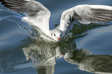 a seagull diving into its reflection