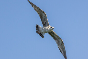 seagull on flight