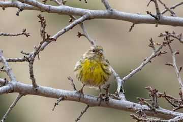 portrait of a little serin, a small bird