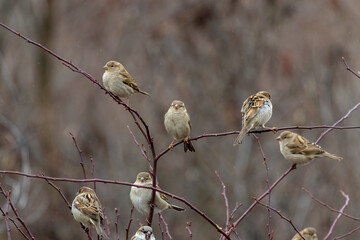 a flock of sparrows