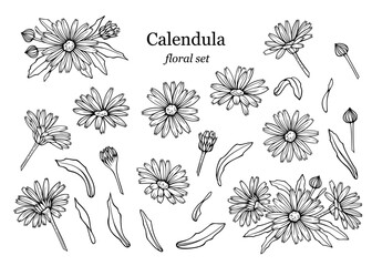 Сalendula flowers set, line art drawing. Marigold flowers, buds and leaves isolated on white background, vector illustration