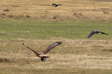 long legged buzzard flying with its prey while crows are chasing it