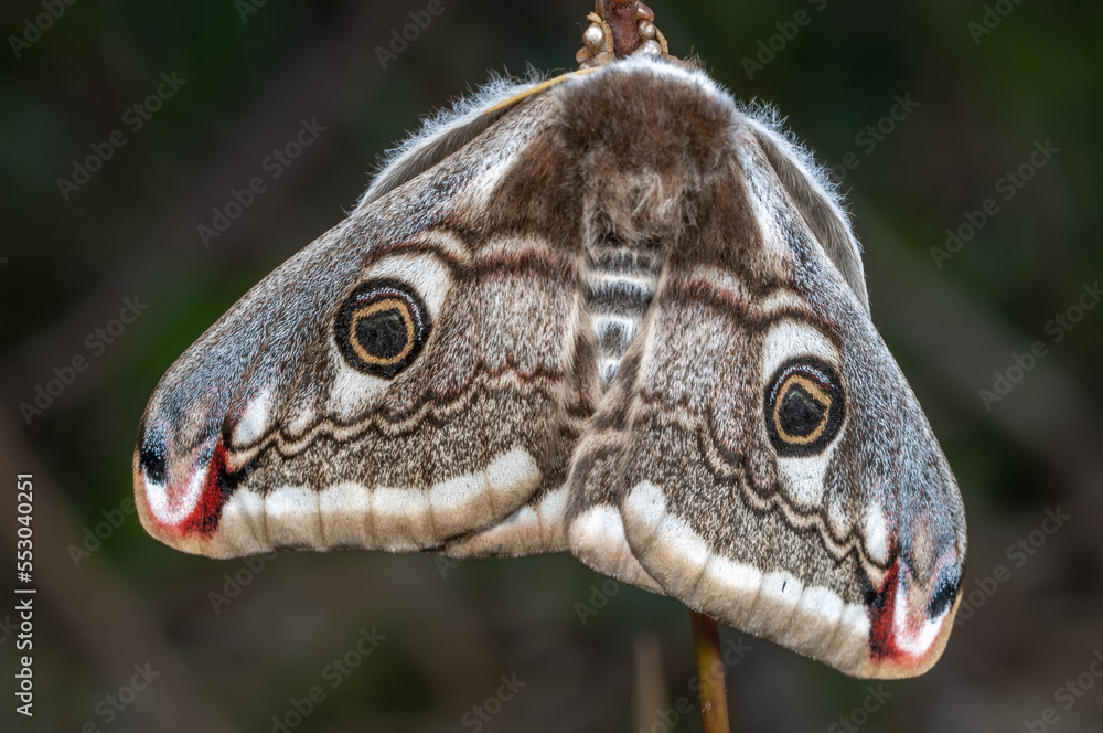 Wall mural female night peacock (saturnia pavonia) laying her eggs on a stem.