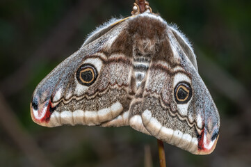 Female night peacock (Saturnia pavonia) laying her eggs on a stem.