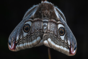 Female night peacock (Saturnia pavonia) laying her eggs on a stem.