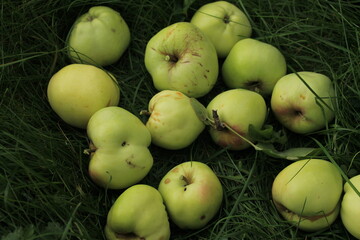 Apple in garden