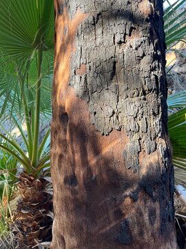 Palm tree trunk
