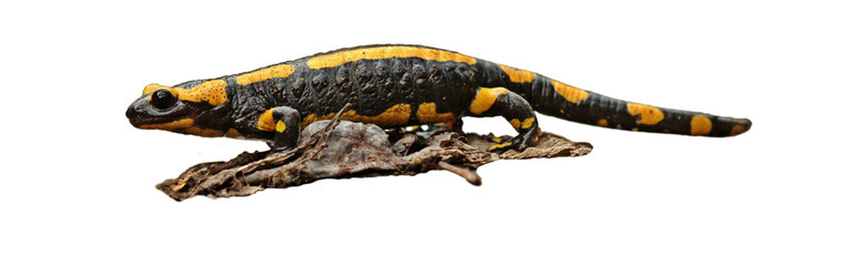 Feuersalamander (Salamandra slamandra), freigestellt
 - obrazy, fototapety, plakaty