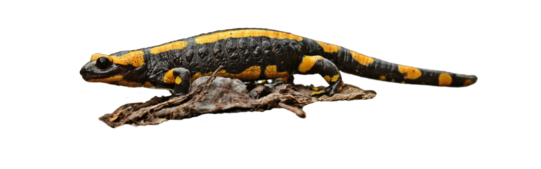 Feuersalamander (Salamandra slamandra), freigestellt
