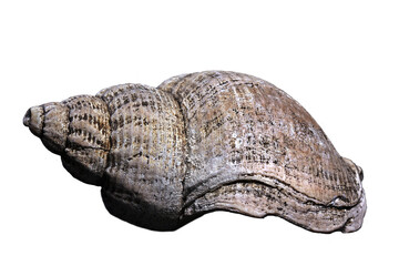 Gehäuse einer Wellhornschnecke (Buccinum undatum), freigestellt

