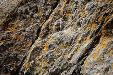 background of a dark shale stone with yellow crustose Lichen in nature