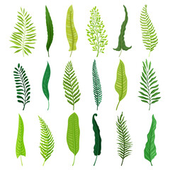 Green Ferns and Frond Foliage on Stem Big Vector Set