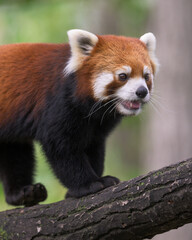 Red panda (Ailuris fulgens) young male climbing on tree branch