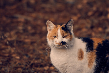 Fototapeta na wymiar Colorful cat sitting in the forest. Pets.