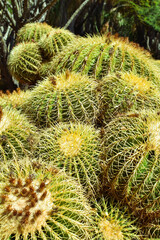 close up of cactus