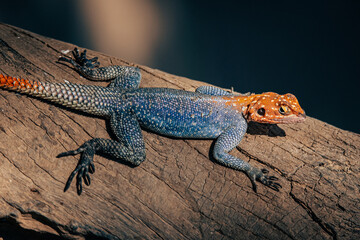 Männliche Siedleragame (Agama agama) sonnt sich auf dem Stamm eines Kameldornbaums im Licht der untergehenden Sonne, Kunene, Namibia