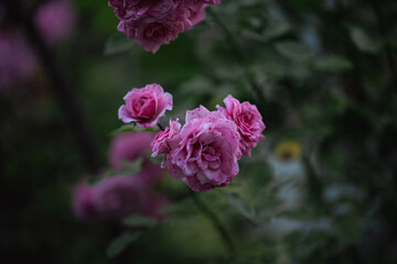 Growing rose bush with pink flowers and green leaves, summer day