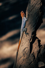Männliche Siedleragame (Agama agama) sonnt sich auf dem Stamm eines Kameldornbaums im Licht der...