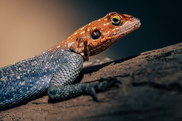 Männliche Siedleragame (Agama agama) sonnt sich auf dem Stamm eines Kameldornbaums im Licht der...