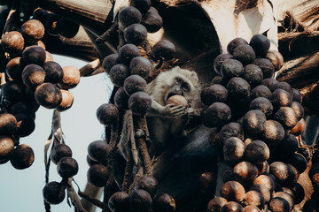 Tierportrait - Grüne Meerkatze (Chlorocebus pygerythrus) sitzt in der Krone einer Palme und frisst eine Frucht, Kunene River, Namibia