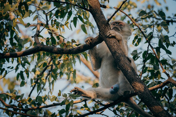 Tierportrait - Junge männliche grüne Meerkatze (Chlorocebus pygerythrus) auf einem Baum, Kunene River, Namibia