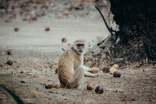 Tierportrait - Gr&uuml;ne Meerkatze (Chlorocebus pygerythrus) sitzt auf dem Boden neben einem Baum und h&auml;lt eine Palmfrucht in H&auml;nden, Kunene River, Namibia