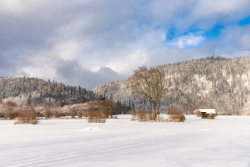 snow covered trees in bavarian landscape 