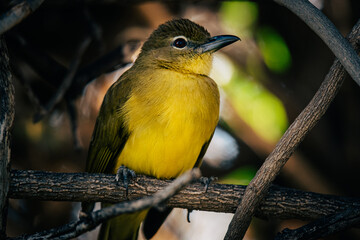Gelbbauchbülbül (Chlorocichla flaviventris) in einem Busch am Okavango, Namibia
