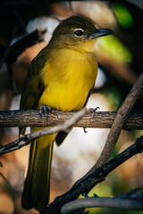 Gelbbauchbülbül (Chlorocichla flaviventris) in einem Busch am Okavango, Namibia