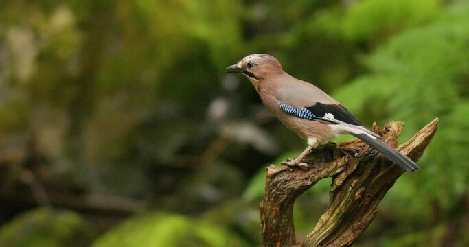 Eurasian jay bird standing on overturned tree and flying away