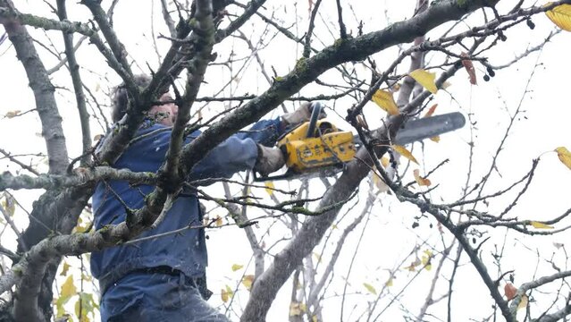 4k v&iacute;deo. Slow motion. Hombre de elevada edad cauc&aacute;sico le&ntilde;ador cortando le&ntilde;a con la motosierra subido a un &aacute;rbol
