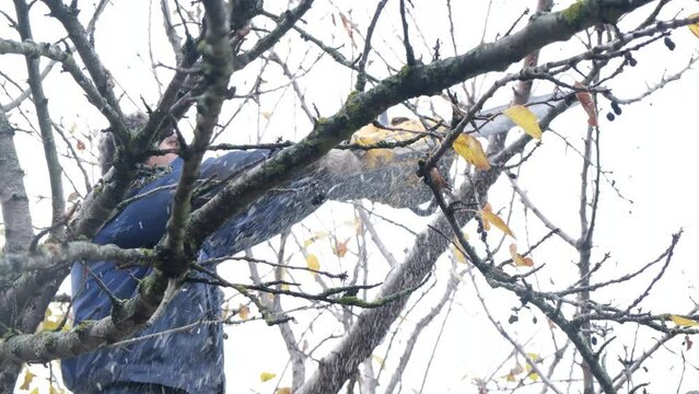 4k v&iacute;deo. Slow motion. Hombre de elevada edad cauc&aacute;sico le&ntilde;ador cortando le&ntilde;a con la motosierra subido a un &aacute;rbol mientras vuela serr&iacute;n por el aire