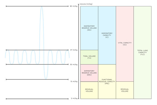 Lung Volumes And Capacities