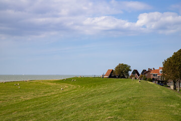 Sheep graze on the dike along the IJsselmeer near the picturesque Dutch town of Hindeloopen in Frieslan.