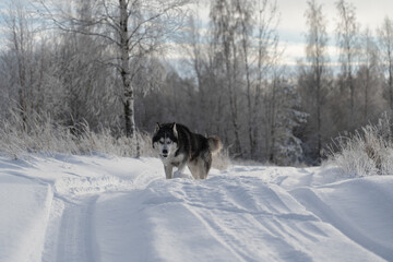 Angry husky dog ​​similar to a wolf in winter in nature.