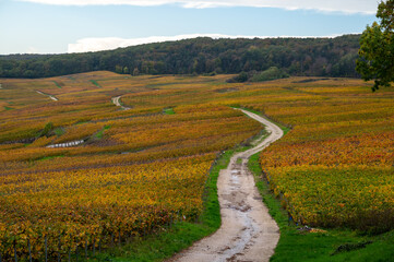 Fototapeta na wymiar Colorful autuimn view on champagne vineyards in village Hautvillers near Epernay, Champange, France