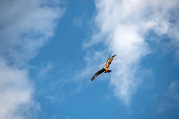 Black Kite (Milvus migrans)