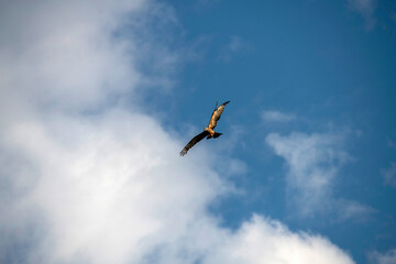 Black Kite (Milvus migrans)