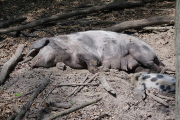 Schwein