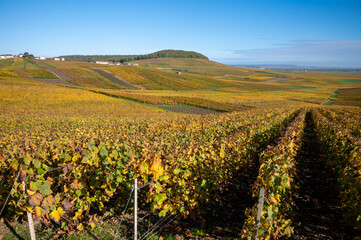 Colorful autumn landscape with yellow grand cru vineyards near Epernay, region Champagne, France. Cultivation of white chardonnay wine grape on chalky soils of Cote des Blancs.