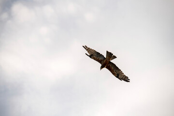Black Kite (Milvus migrans)