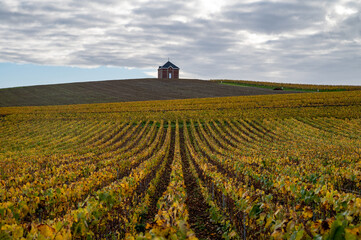 Colorful autumn landscape with yellow grand cru vineyards near Epernay, region Champagne, France. Cultivation of white chardonnay wine grape on chalky soils of Cote des Blancs.