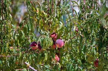 Fruit orchard with plantation of peach trees with big ripe yellow red fruits ready to harvest