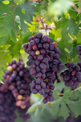 Bunches of purple ripening table grapes berries hanging down from pergola in garden on Cyprus