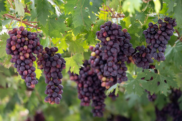 Bunches of purple ripening table grapes berries hanging down from pergola in garden on Cyprus