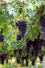 Bunches of purple ripening table grapes berries hanging down from pergola in garden on Cyprus