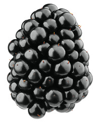 Blackberry isolated on white background, clipping path, full depth of field