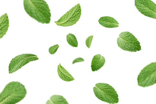 Falling mint leaves, spearmint, isolated on white background, selective focus